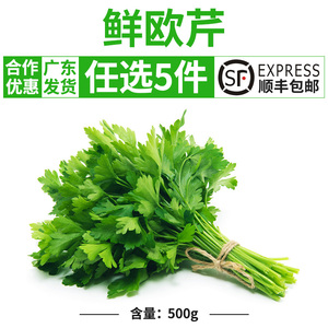 欧芹新鲜意大利番西香料菜新鲜蔬菜调味料西餐厅用品500g法国香菜