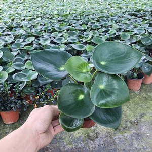 青叶碧玉盆栽 荷叶碧玉植物 圆叶椒草绿植盆栽 室内植物 四季常绿