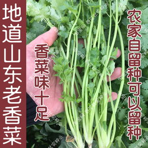 农家山东老香菜种子 春夏秋四季播蔬菜籽 老芫荽阳台盆栽大臭菜孑