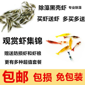 包邮观赏虾黑壳虾除澡虾活体虾龙鱼鳄龟活体虾工具虾饲料虾包活