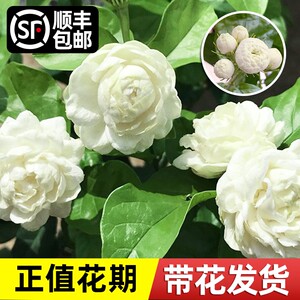 虎头茉莉花盆栽重瓣带花苞四季开花卉绿植物室内阳台浓香好养花苗