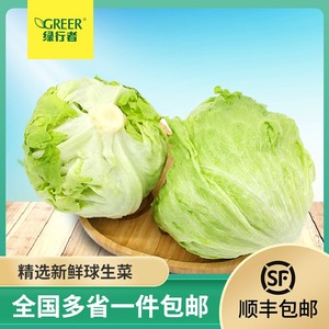 沙拉蔬菜球生菜新鲜包邮汉堡球生菜商用即食蔬菜沙拉西餐生菜5斤