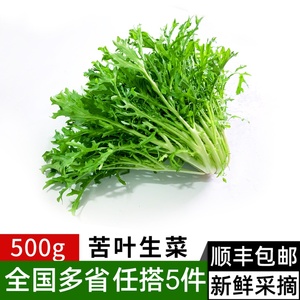 新鲜苦叶生菜500g 苦菊苦细叶狗牙菜苦苣 蔬菜沙拉食材 满5件包邮