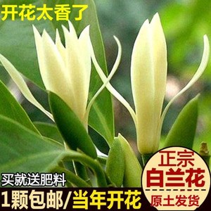 白兰花盆栽花卉植物室内玉兰树苗带花苞四季开花浓香型黄角兰好养