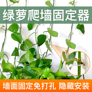 绿萝绿植爬墙固定神器无痕家用扣攀爬室内蔓藤植物墙上挂钩固定夹