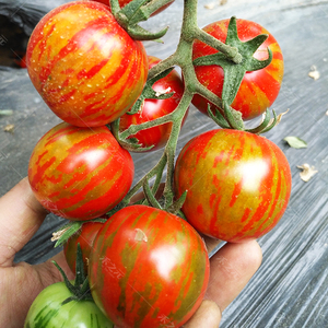 花绣球虎纹番茄种子盆栽虎皮水果彩色春秋樱桃四季西红柿蔬菜种孑