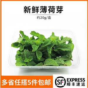 新鲜薄荷头薄荷叶尖芽莫吉托烘焙茶饮鸡尾酒装饰摆盘用 约20g/盒