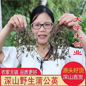 蒲公英野生干货药材500g婆婆丁农家无硫草药整棵生晒煮水泡水凉茶