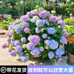 绣球花苗无尽夏盆栽带花特大老桩室内阳台庭院四季开花卉易活植物