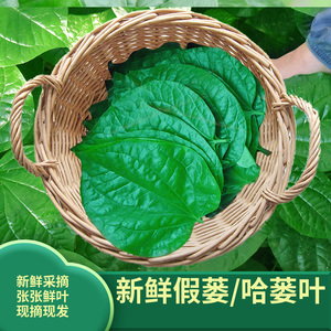 新鲜假蒌叶 农家现摘当季野菜蛤蒌叶急捞叶炒螺粽子配料娄叶娄菜