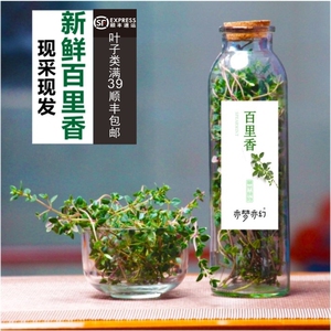 百里香鲜枝条盆栽香草西餐厅蛋糕点甜品摆盘装饰花草佐料烧烤调料