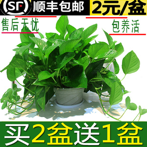 绿萝盆栽室内花卉绿植物长藤大叶盆四季常绿水培土养办公客厅绿箩