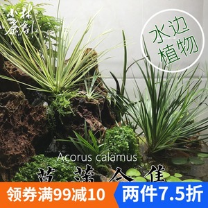 室外水生水草水培植物观赏香菖蒲池塘绿植阳台盆栽假山活体植物