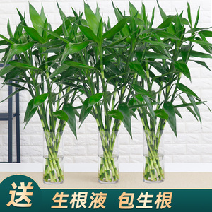 富贵竹水培植物节节高水养绿植龙竹室内客厅招财转运竹