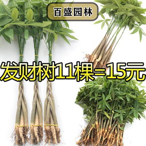 发财树 辫子发财树 盆栽发财树苗室内绿植花卉植物办公室桌面盆景