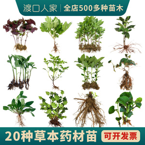 夏季小学校药材苗何首乌地党参苗溪黄草丹参苗野菊花开花草本植物