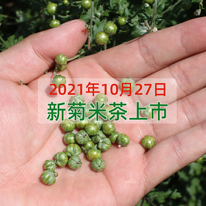 2021新遂昌石练野生菊米茶 珍珠菊花胎菊茶野菊米 菊蕾花草茶100g