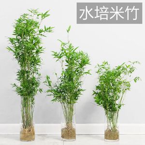 水培植物米竹室内盆栽富贵竹办公室盆景桌面绿植金明竹子四季好养