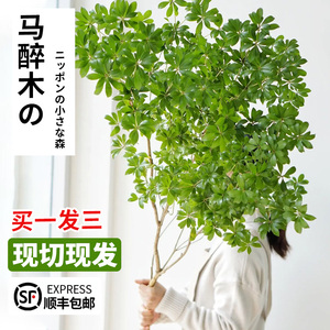 马醉木水培植物鲜切花树枝日本吊钟树苗植物室内水养绿植盆栽