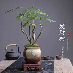 发财树苔藓盆景观叶茶桌面盆栽室内客厅小绿植物中式禅意净化空气