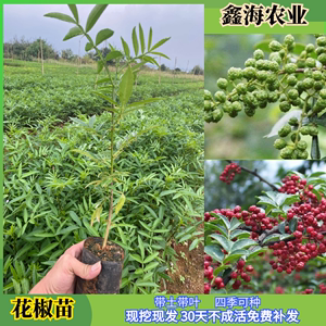 九叶青花椒苗树盆栽地栽当年结果食用藤椒苗大红袍麻椒果树苗包邮