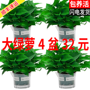 绿萝盆栽室内植物新房吸除甲醛盆景绿植水培长藤垂吊大叶绿箩花卉