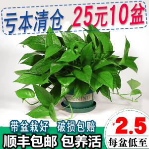 木之逸长藤绿萝盆栽植物室内垂吊大绿箩花卉水培绿植新房吸甲醛