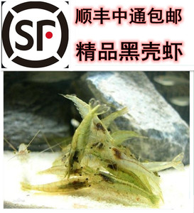 黑壳虾樱花虾除藻虾小虾虾鲜活乌龟龙鱼饲料草缸鱼食水族冷水淡水