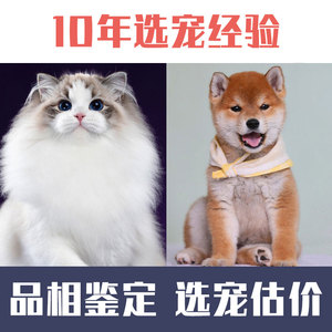 猫咪鉴定师宠物品种品相布偶猫狗狗柴犬鉴别金渐层评估价柯基边牧