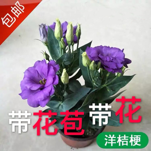 洋桔梗盆栽花苗重瓣花卉带花苞四季开花室内大花多年生阳台庭院大