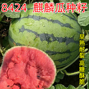 8424麒麟西瓜种子美都懒汉黄瓤西瓜种籽南方四季水果蔬菜种孑大全