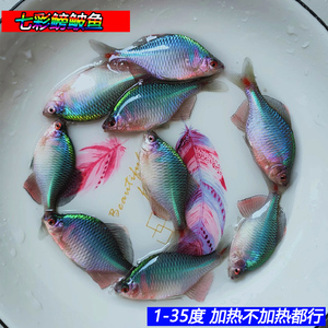 好养淡水观赏鳑鲏鱼七彩石旁皮除藻冷水鱼活体小型鱼苗原生群游鱼