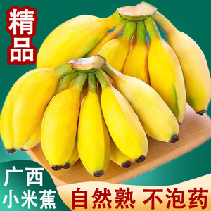 现摘广西小米蕉当季水果新鲜9斤自然熟banana苹果香蕉芭蕉包邮10