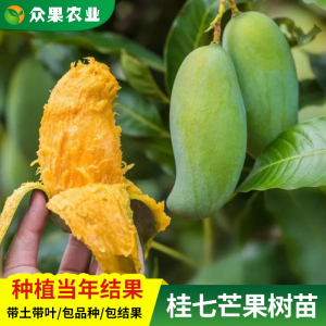 广西芒果树苗桂七芒果苗嫁接海南小台农芒果树苗带土盆栽庭院种植