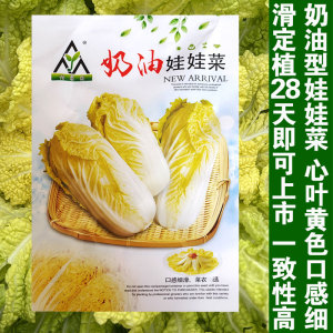 奶油娃娃菜种子 黄心娃娃菜种籽小白菜春秋季蔬菜种孑苗阳台盆栽