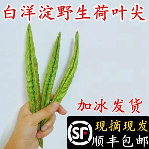 白洋淀新鲜荷叶尖荷叶卷新荷叶嫩尖嫩荷叶食用凉拌炒鸡蛋500g包邮