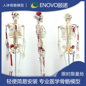 ENOVO颐诺人体骨骼模型85cm170cm医学关节骨架拆卸人解剖全身骷髅