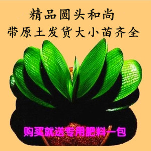 君子兰盆栽苗短叶圆头和尚当年开花高档精品立板兰花卉绿植盆栽