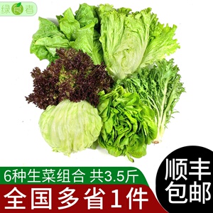 沙拉蔬菜组合3.5斤 苦菊奶油罗马球生菜新鲜蔬菜西餐色拉沙拉食材