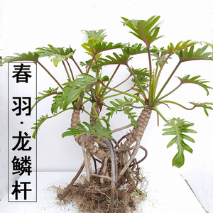 春羽大盆栽植物龙鳞杆水培老桩室内小天使绿植龟背竹耐阴观叶植物