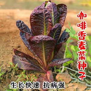 咖啡香麦菜种子咖啡菜种种籽阳台盆栽蔬菜四季菜种籽孑生菜沙拉