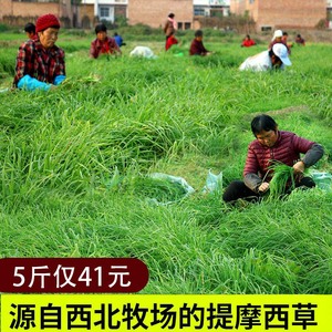 2022新嫩提摩西草500g磨牙北提莫西兔子草粮龙猫粮草荷兰猪非烘干