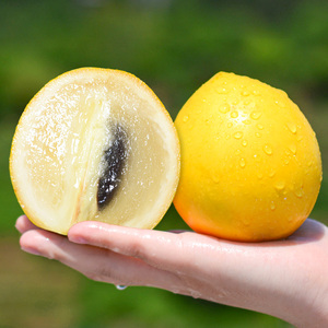 【珍稀水果】冬蜜黄晶果5斤新鲜精选大果水果牛奶黄金果整箱包邮
