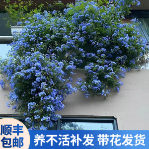 蓝雪花盆栽带花大苗四季开花卉爬藤垂吊植物耐热庭院室内阳台易活