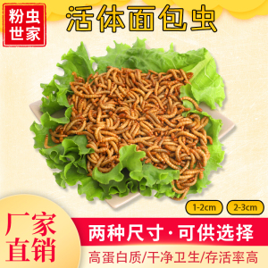 面包虫活虫黄粉虫活体鲜活虫子乌龟八哥仓鼠钓鱼画眉鸟食饲料包邮