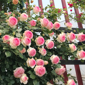 大花浓香粉色龙沙宝石藤本月季玫瑰花苗盆栽阳台花卉爬墙植物蔷薇