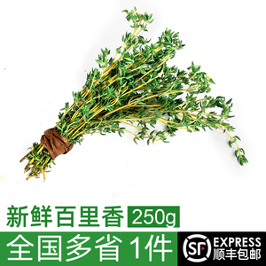 新鲜百里香250g 麝香草香料 山胡椒 西餐调料 牛排香料 顺丰包邮