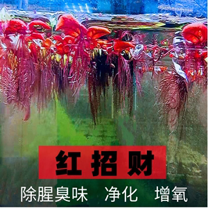 鱼缸乌龟缸生态造景摆件水草水培养植物鱼草真草净化水绿植养不死