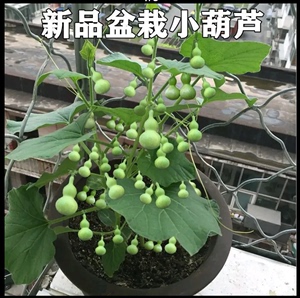 天然七彩葫芦种子植物盆栽包发芽手捻葫芦宝葫芦特小葫芦种子籽树