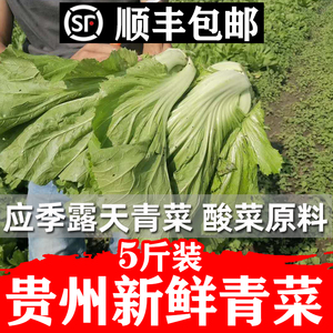 贵州大叶青菜新鲜蔬菜芥菜5斤用做无盐酸菜的青菜苦菜应季叶子菜